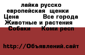лайка русско-европейская (щенки) › Цена ­ 5 000 - Все города Животные и растения » Собаки   . Коми респ.